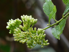 Microglossa pyrifolia