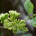 Microglossa pyrifolia - Photo no hay derechos reservados, subido por 葉子