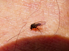 Austrosimulium
