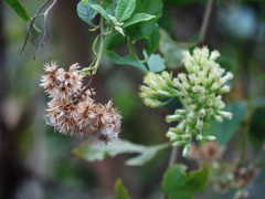 Microglossa pyrifolia