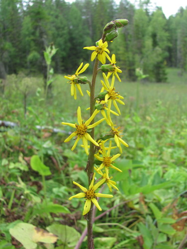 Ligularia sibirica (Ligularia sibirica)
