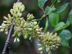Microglossa pyrifolia