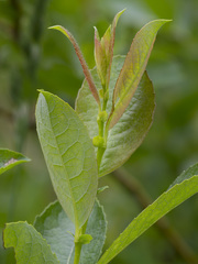 Salix starkeana
