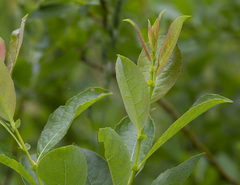 Salix starkeana