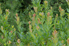 Salix starkeana