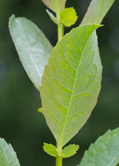 Salix starkeana