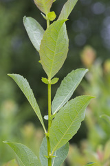 Salix starkeana