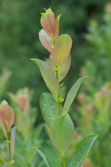 Salix starkeana