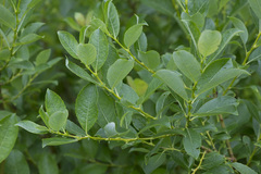 Salix starkeana