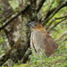 Malayan Night Heron - Photo no rights reserved, uploaded by 葉子