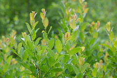 Salix starkeana