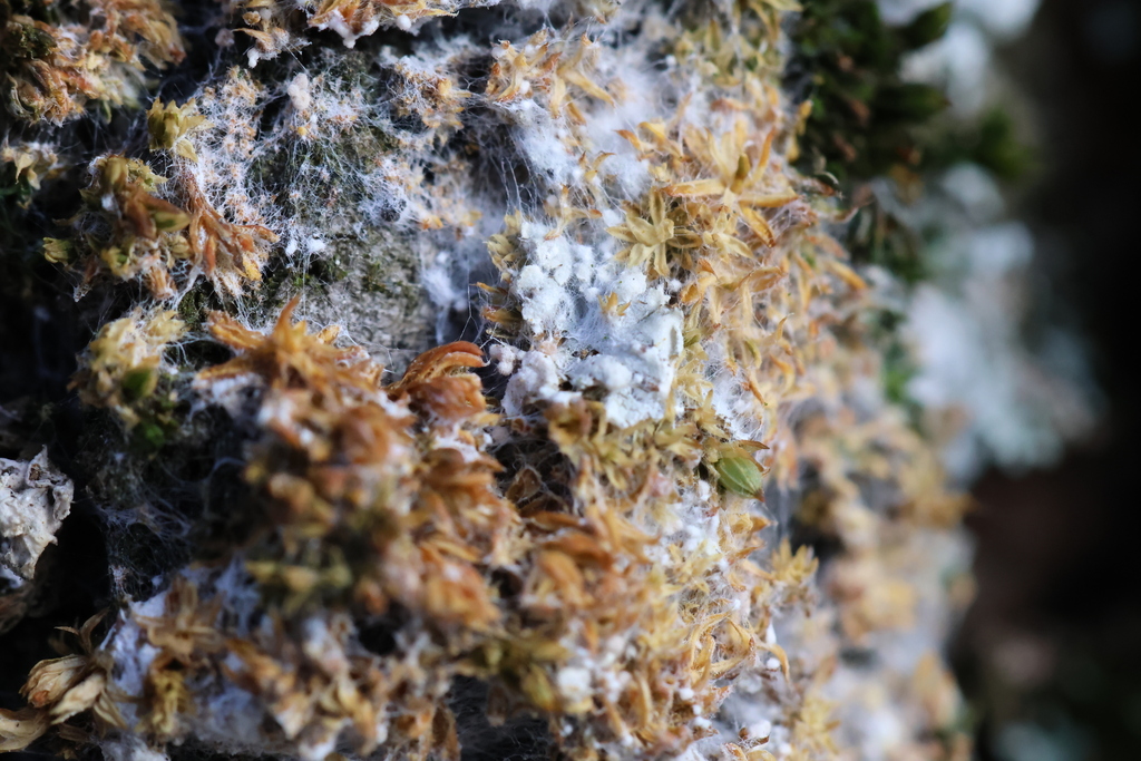 Athelia arachnoidea