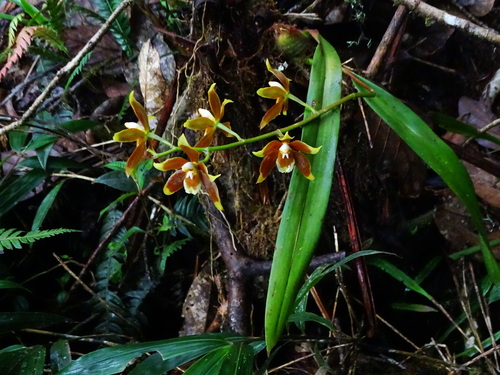 Oncidium cruentoides, photograph 6