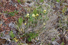 Draba corymbosa