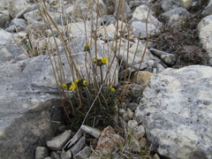 Draba corymbosa
