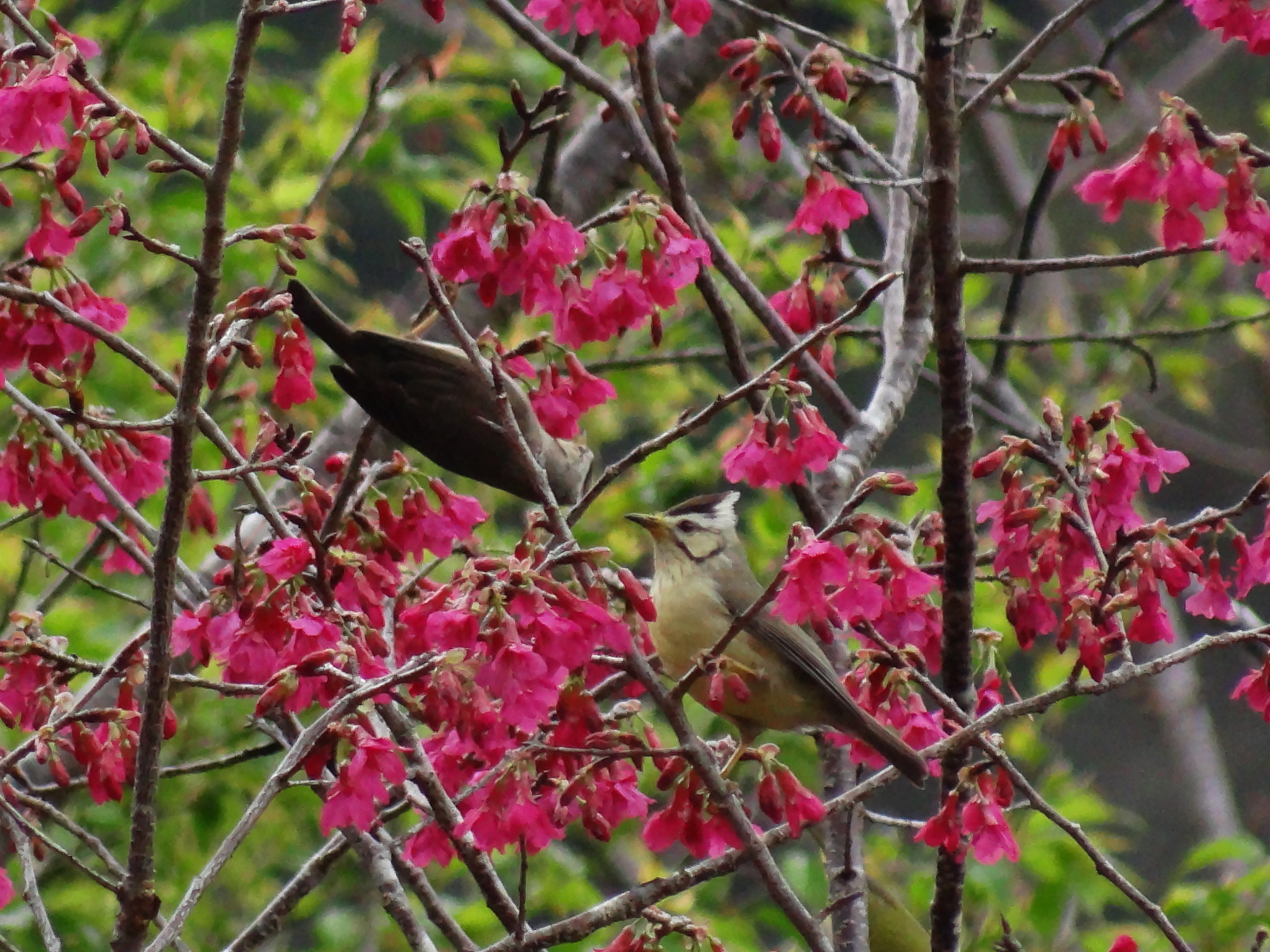 Taiwan Yuhina