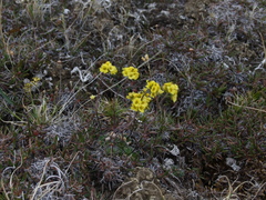 Draba corymbosa