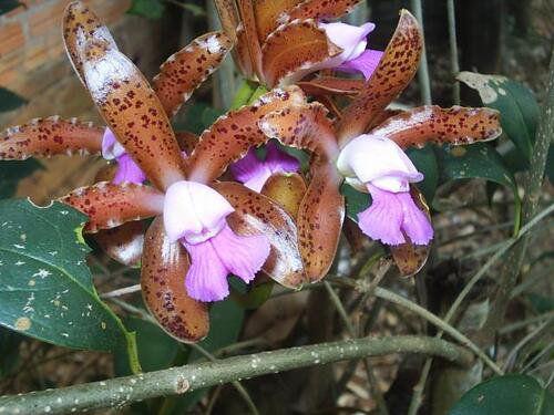 Cattleya tigrina, photograph 1