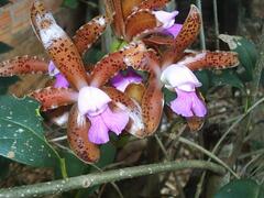 Cattleya tigrina, photograph (c) Lucas Kaminski, some rights reserved (CC BY)