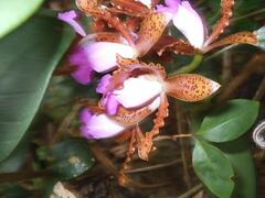 Cattleya tigrina, photograph (c) Lucas Kaminski, some rights reserved (CC BY)