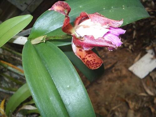 Cattleya tigrina, photograph 3