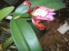 Cattleya tigrina, photograph (c) Lucas Kaminski, some rights reserved (CC BY)