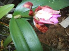 Cattleya tigrina, photograph (c) Lucas Kaminski, some rights reserved (CC BY)