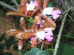 Cattleya tigrina, photograph (c) Lucas Kaminski, some rights reserved (CC BY)
