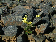 Draba corymbosa