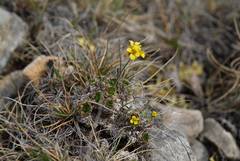 Draba corymbosa