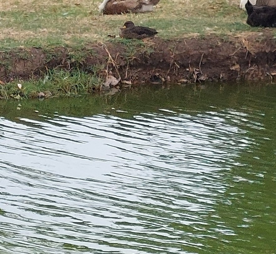 Yellow-billed Teal (Anas flavirostris), photo 6