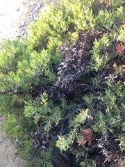 Arctostaphylos crustacea