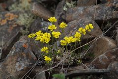 Draba corymbosa