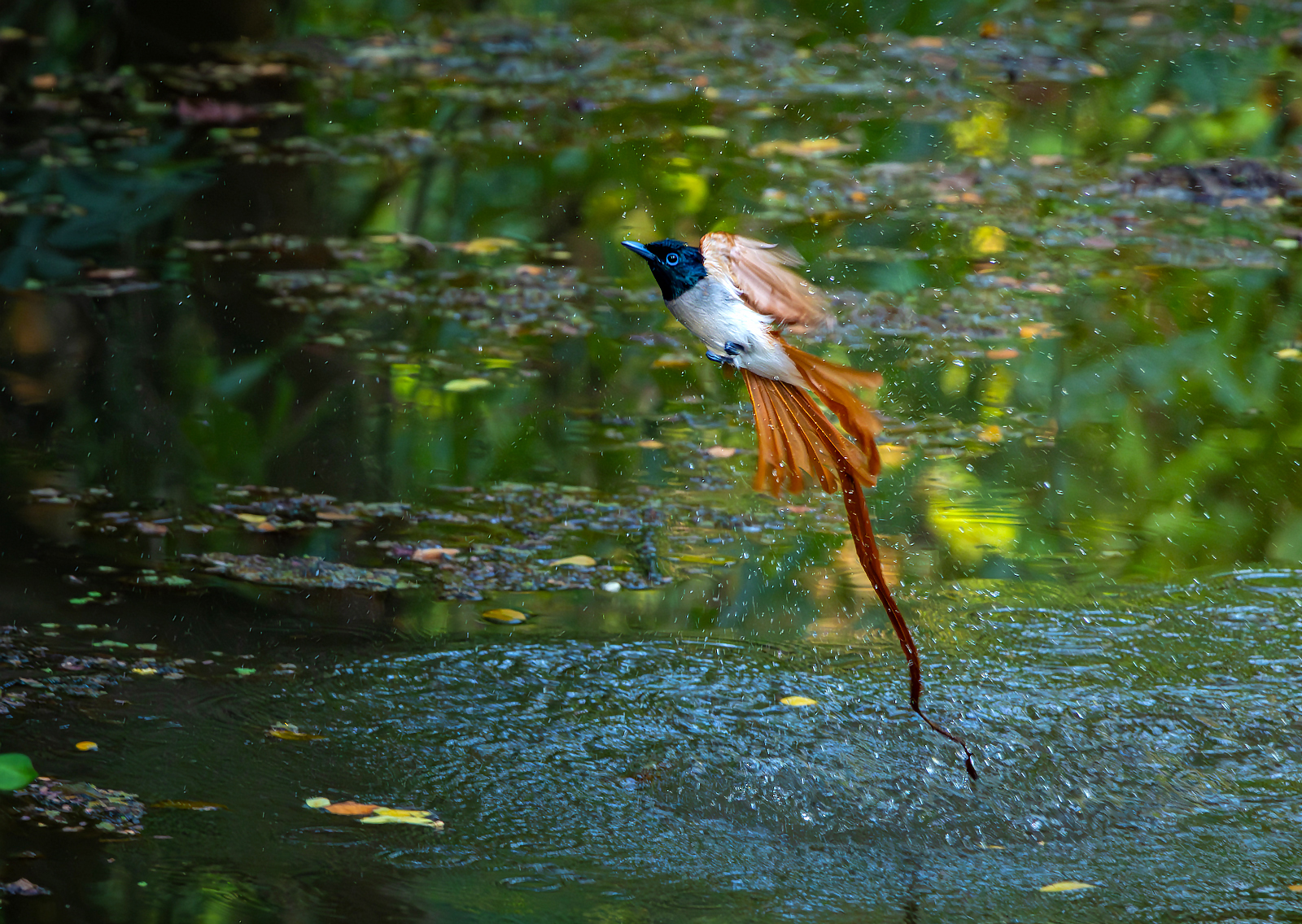 Indian Paradise Flycatcher (Terpsiphone paradisi), photo 9
