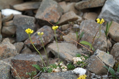 Draba corymbosa