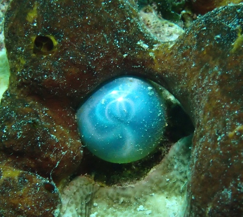 Valonia ventricosa