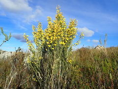 Aspalathus dianthopora