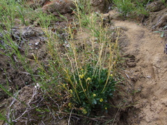 Draba corymbosa