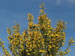 Aspalathus dianthopora