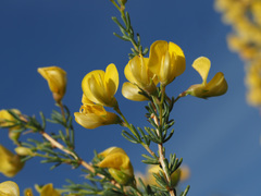 Aspalathus dianthopora