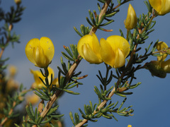 Aspalathus dianthopora