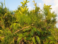 Asparagus racemosus