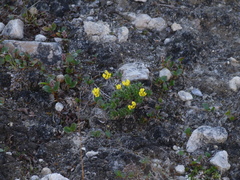 Draba corymbosa