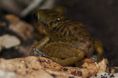 Eleutherodactylus counouspeus