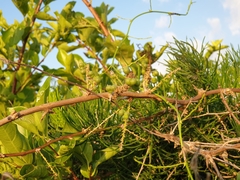 Asparagus racemosus