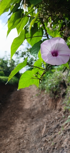 threefork morning glory