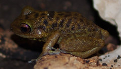 Eleutherodactylus counouspeus