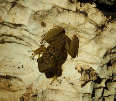 Eleutherodactylus counouspeus