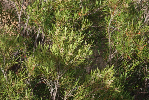 Callistemon lanceolatus