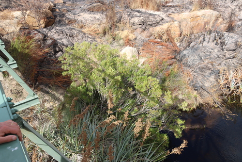 Callistemon lanceolatus